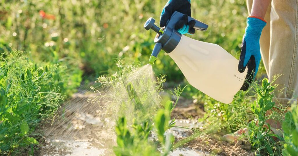controle de pragas em Vitória da Conquista