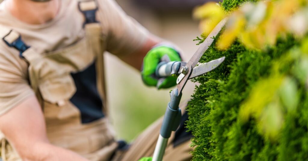 poda e plantio em Vitória da Conquista